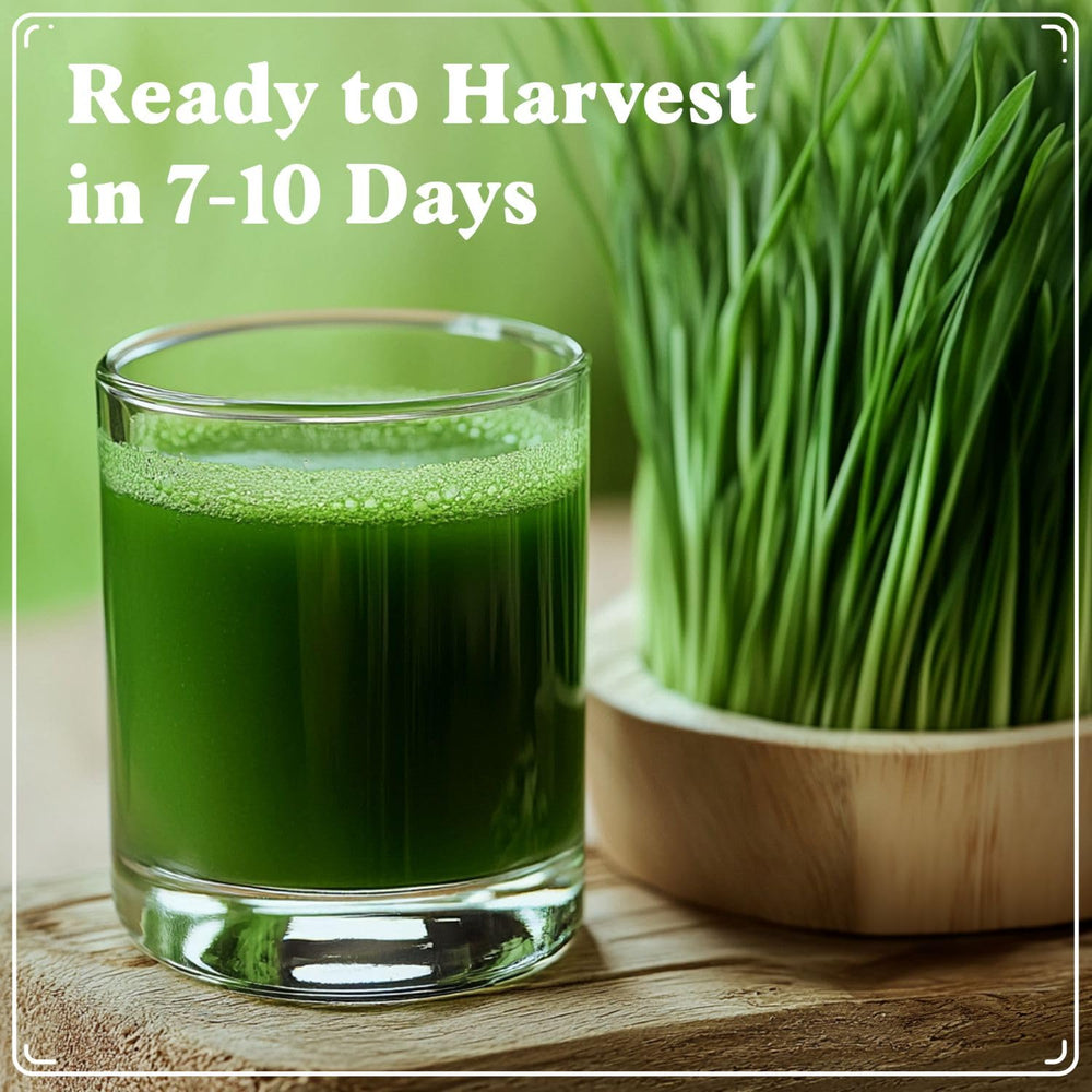 Seedboy Organic Wheatgrass Seeds on a kitchen counter with juicing equipment