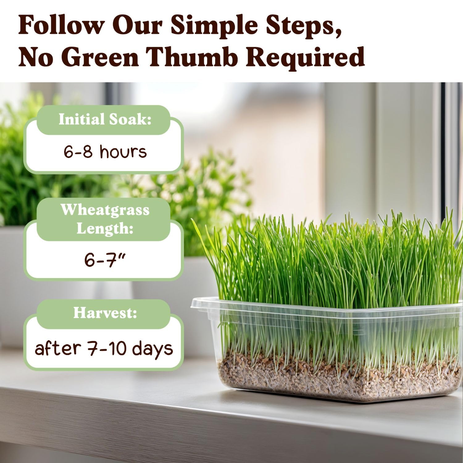Seedboy Organic Wheatgrass Seeds with instructions and planting guide