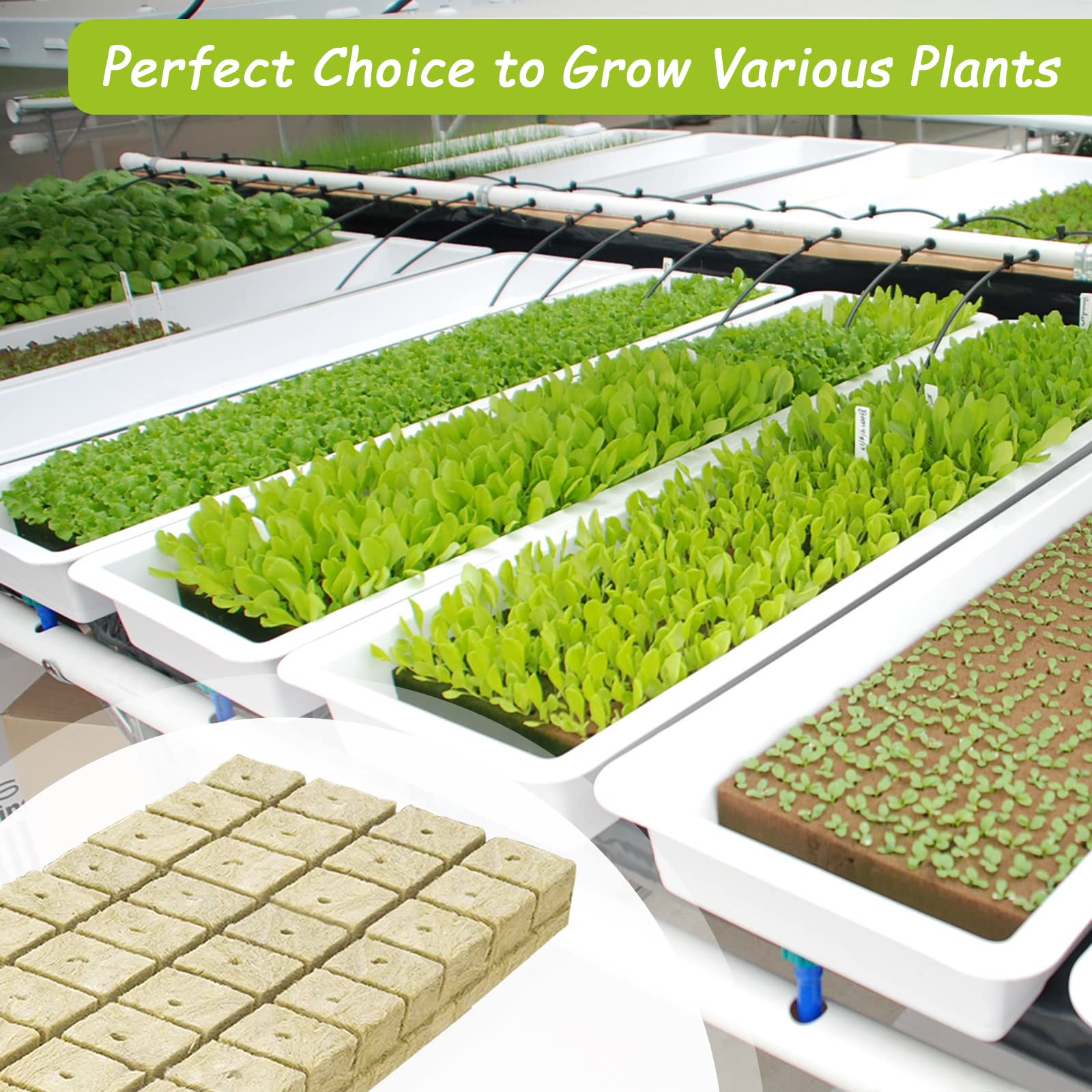 Seedling planted in Legigo rockwool cube