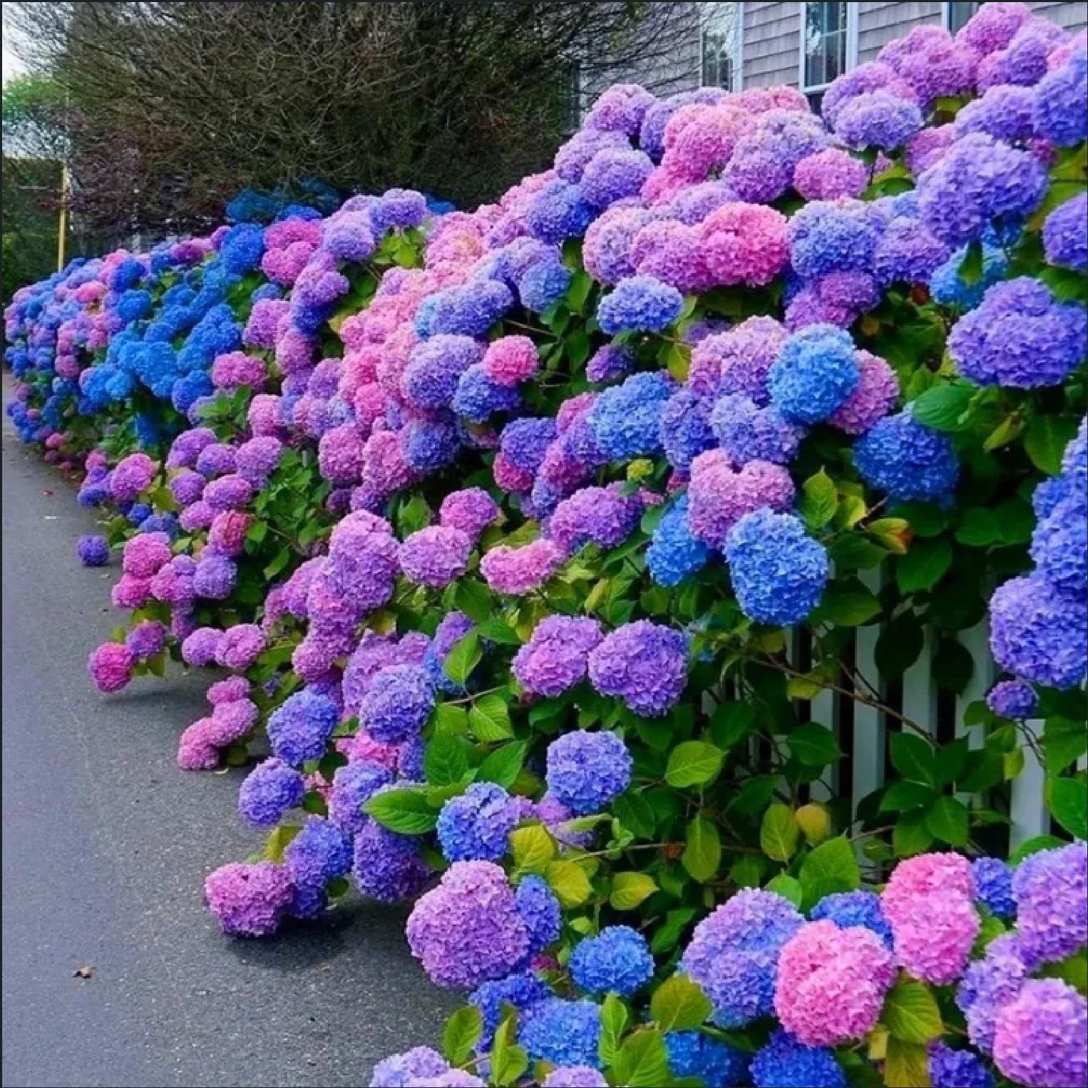 Seedlings growing from ZEshops Hydrangea Seeds