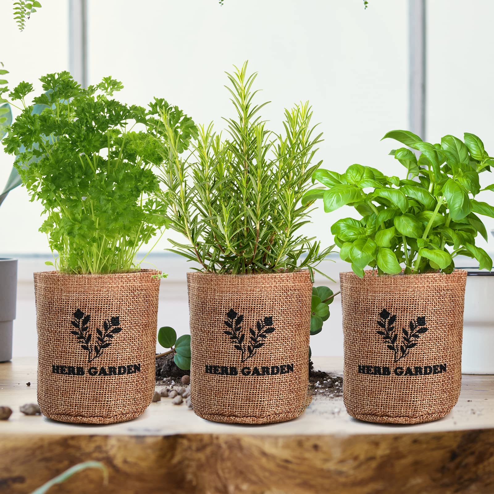 Seeds for Basil, Parsley, Rosemary, Thyme, and Mint