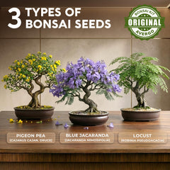 Seeds for Blue Jacaranda and Pigeon Pea in AVERGO Bonsai Kit