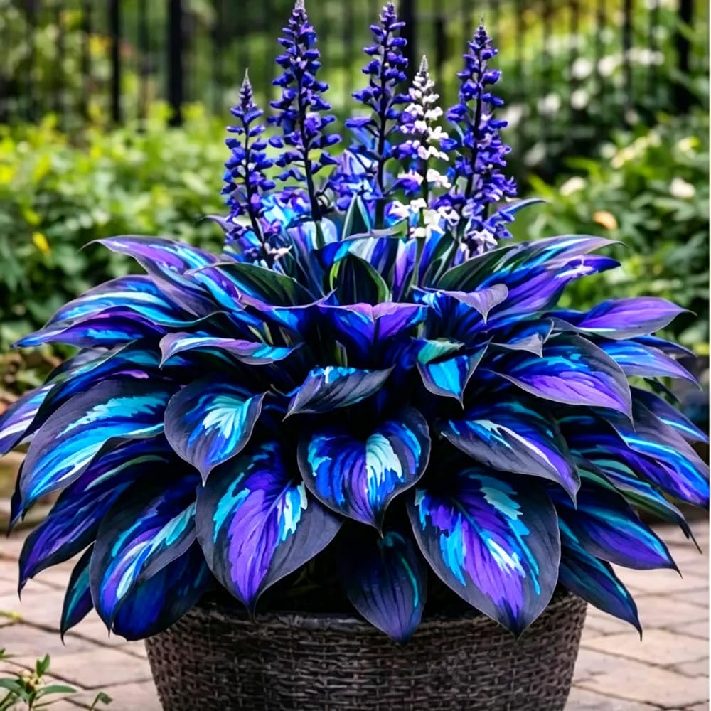 Seeds of Hosta plants spread on soil for planting