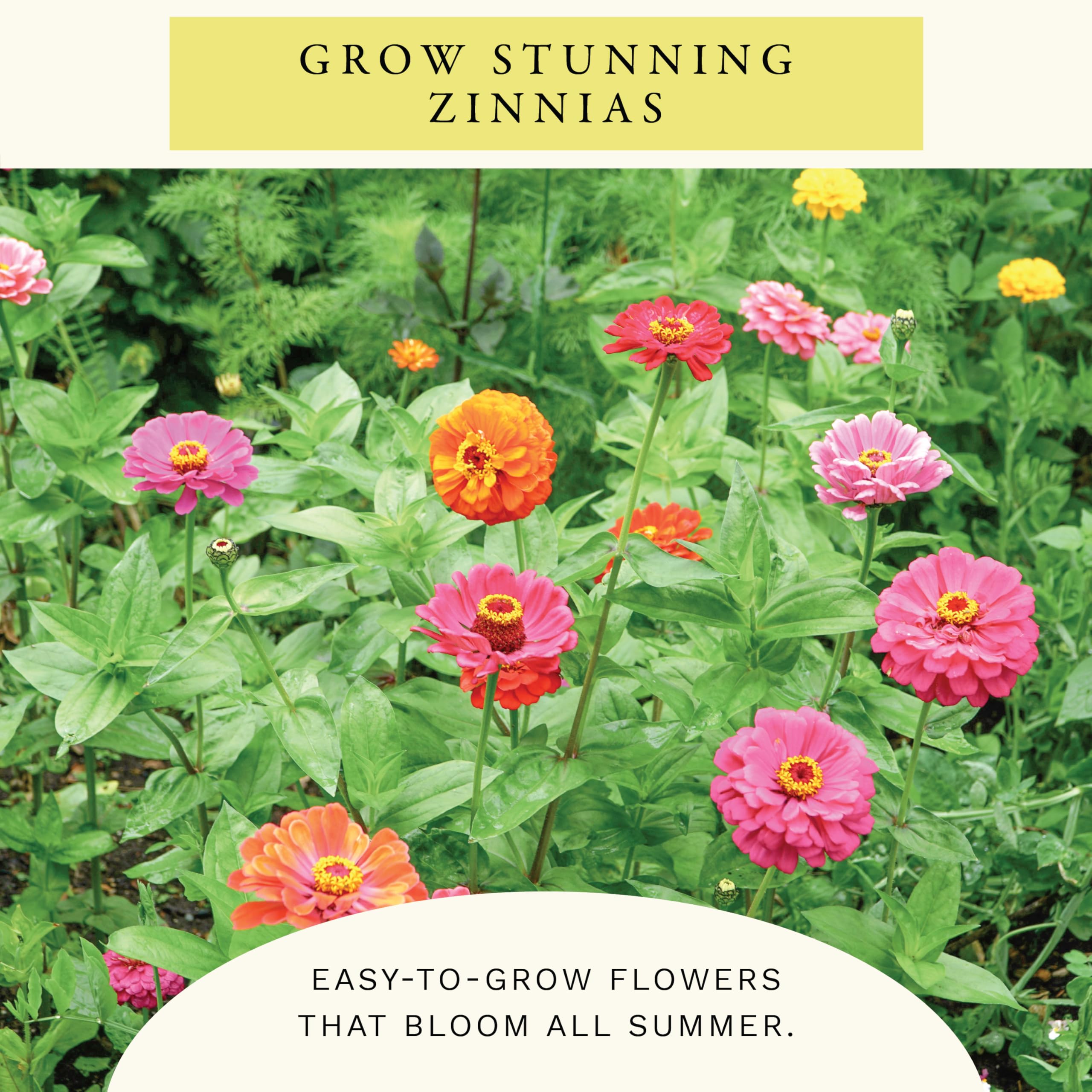 Seeds of Sereniseed zinnia in a hand for planting