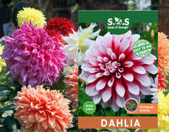 Seeds Of Strength Perennial Dahlia Labyrinth Flower Seeds packet front view