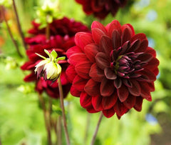 Seeds Of Strength Perennial Dahlia Labyrinth seeds in a hand