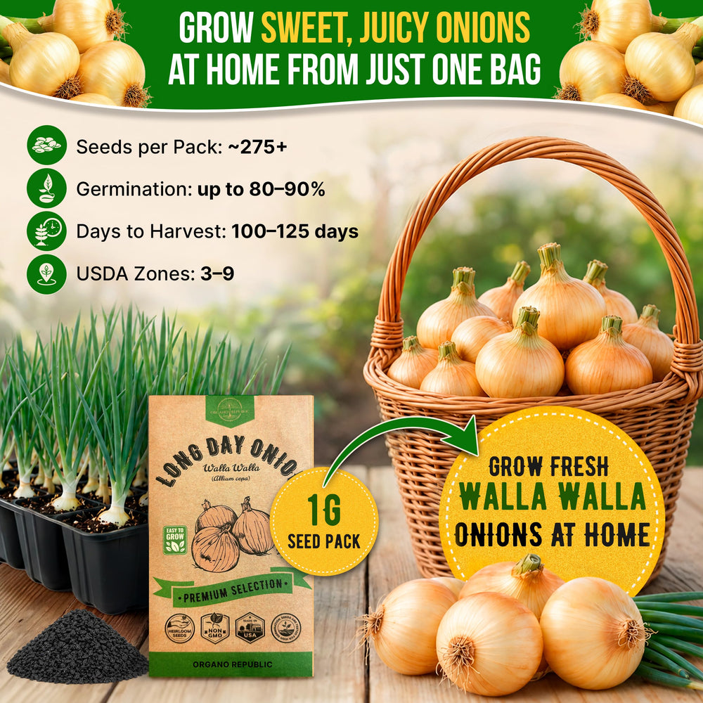 Seeds packet opened showing individual onion seeds