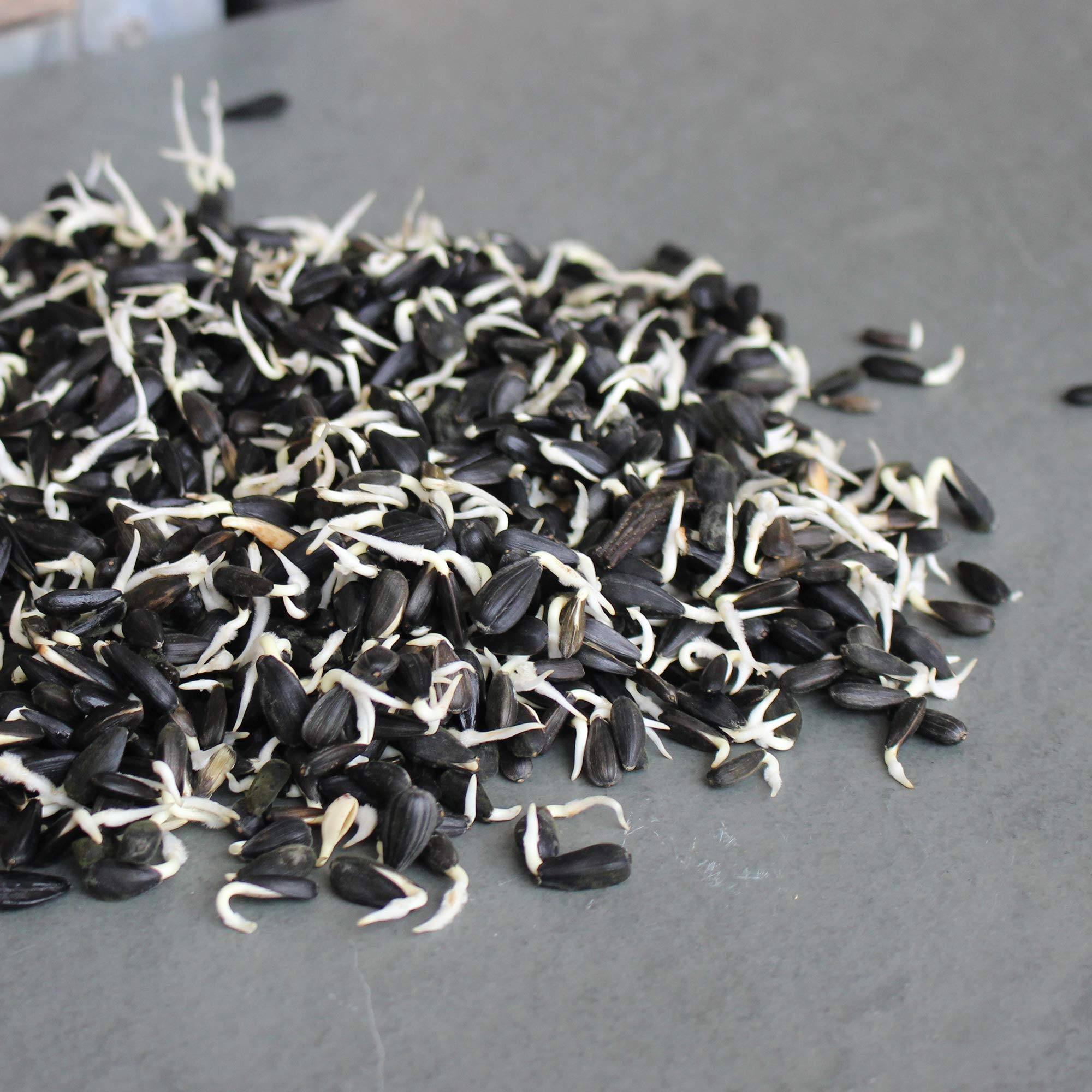 Seeds sprouted in a home garden setup using Mountain Valley sunflower seeds