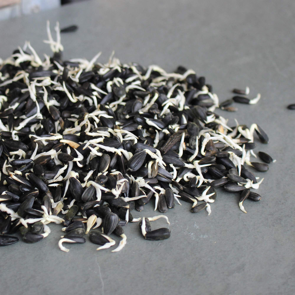 Seeds sprouted in a home garden setup using Mountain Valley sunflower seeds