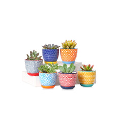 Selamica Ceramic Mini Succulent Pot Assorted Colours Front View
