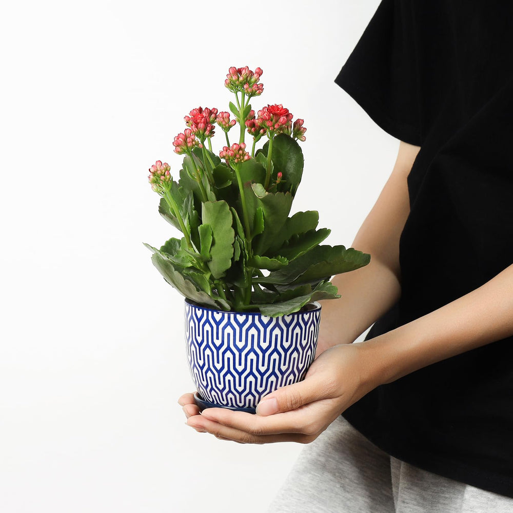 Selamica ceramic plant pot with succulent on a table