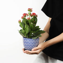 Selamica ceramic plant pot with succulent on a table