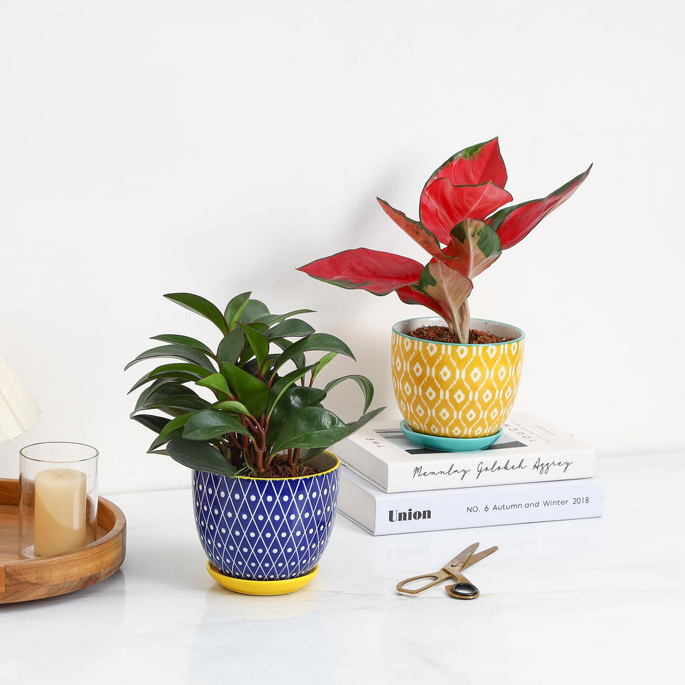 Selamica ceramic pots with mesh pads and saucers