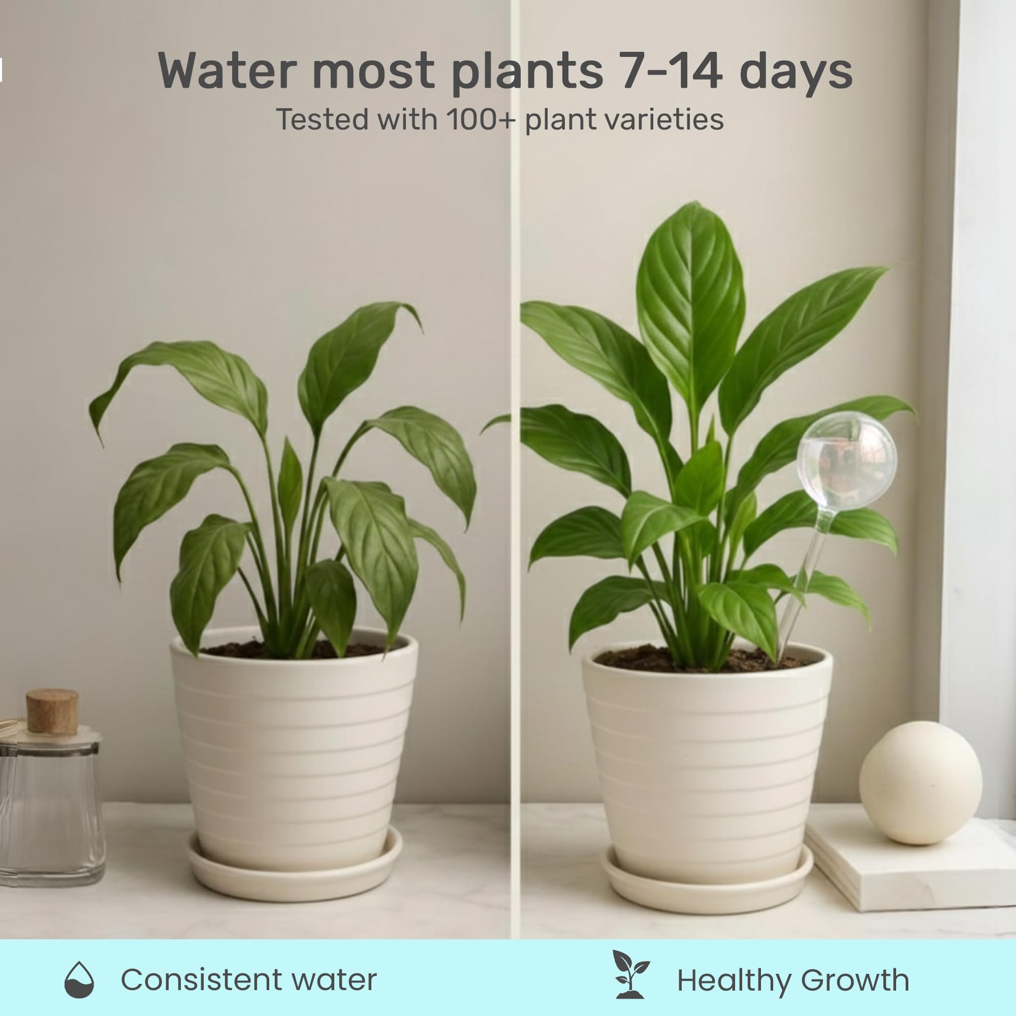 Self-watering bulb in use with indoor plant