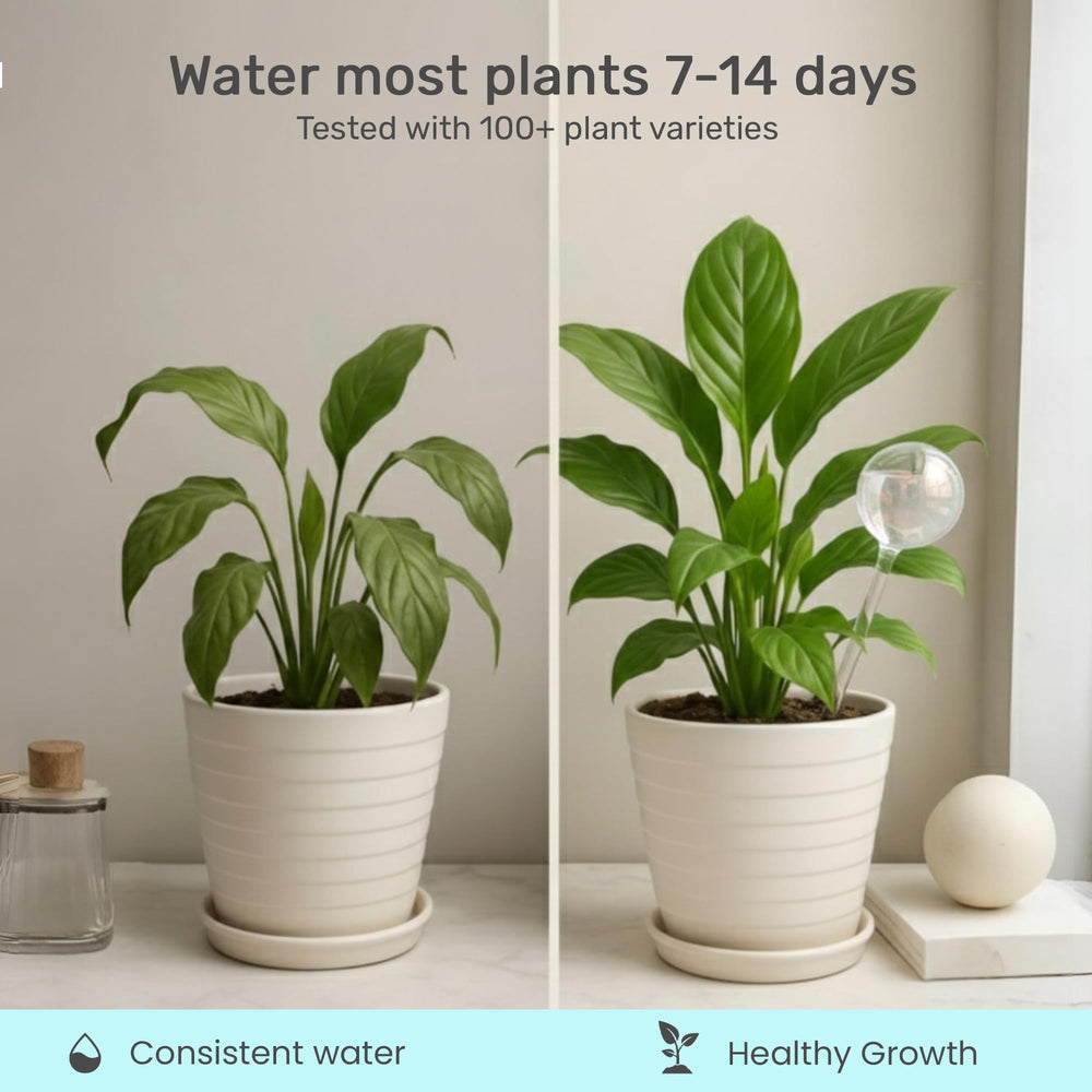 Self-watering bulb in use with indoor plant