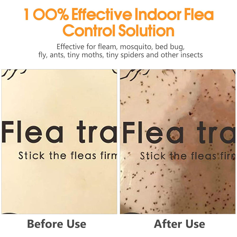 SENITEK EARPADS glue board in use inside a flea trap