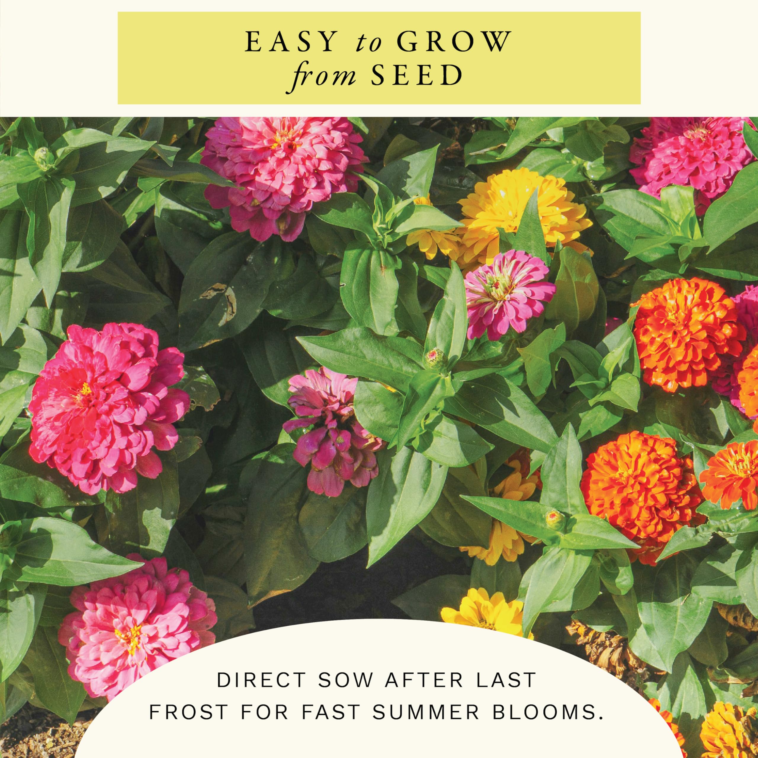 Sereniseed zinnia seeds packaging and planting instructions