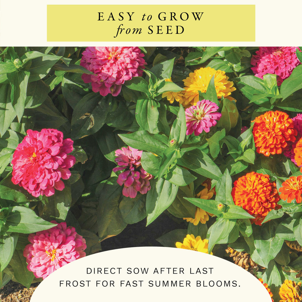 Sereniseed zinnia seeds packaging and planting instructions