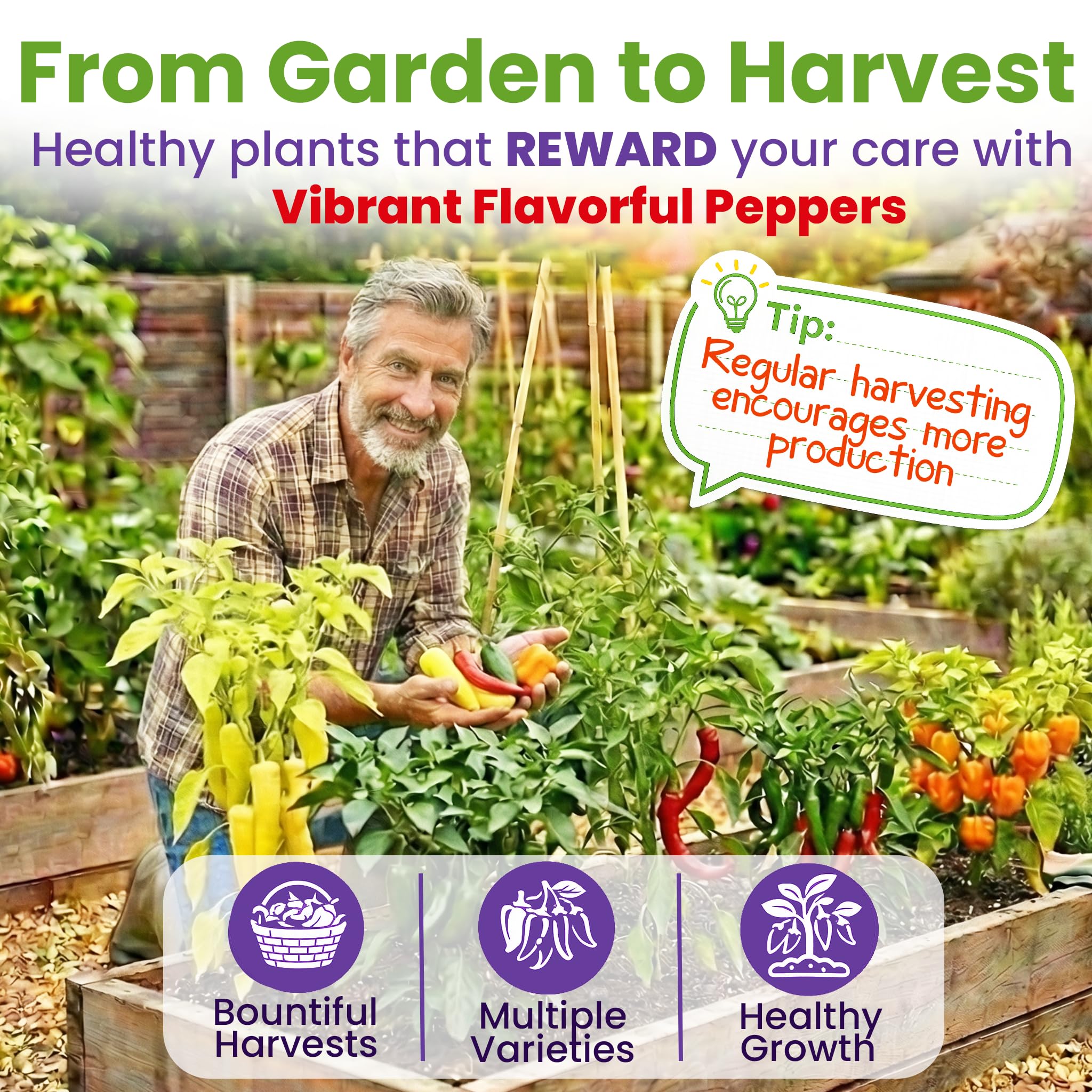 Serrano pepper seeds from NatureZ Edge