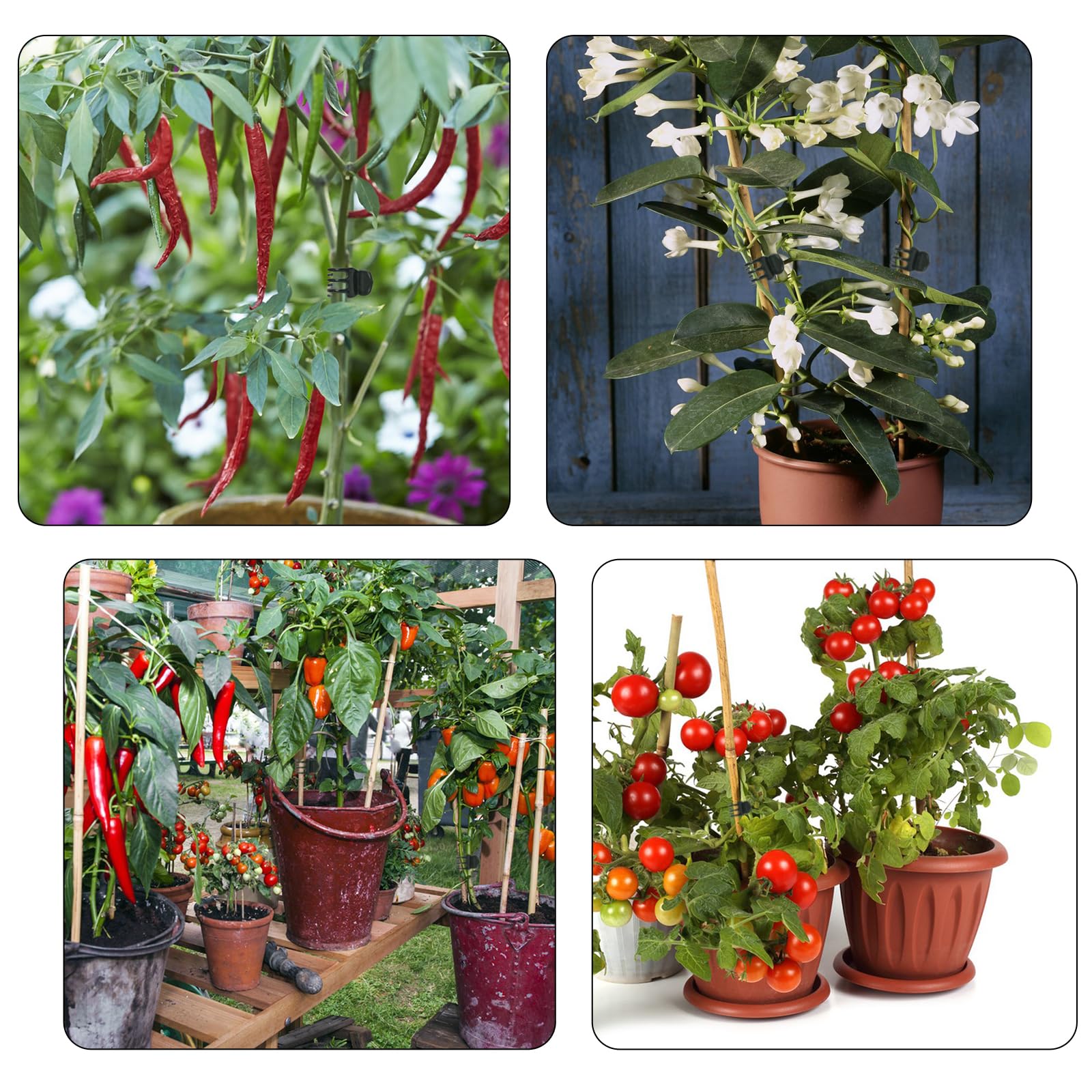 Set of AccEncyc clips in a garden setting