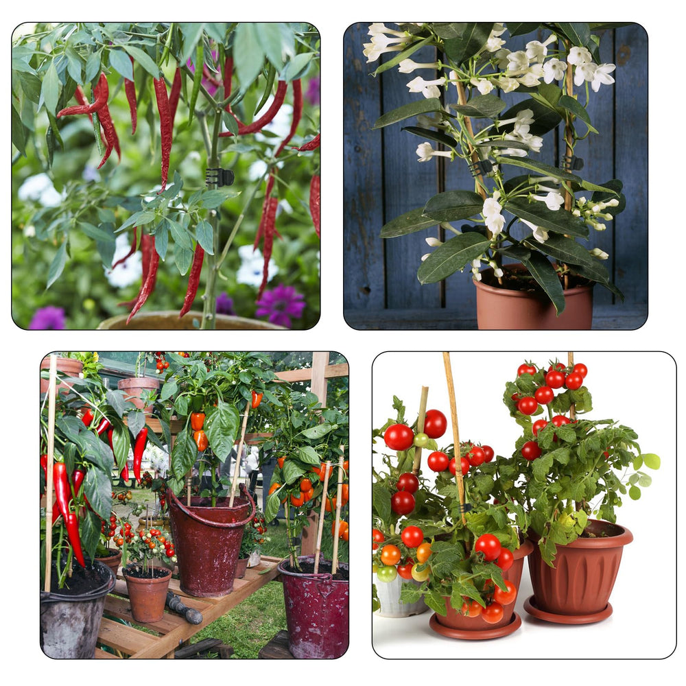 Set of AccEncyc clips in a garden setting