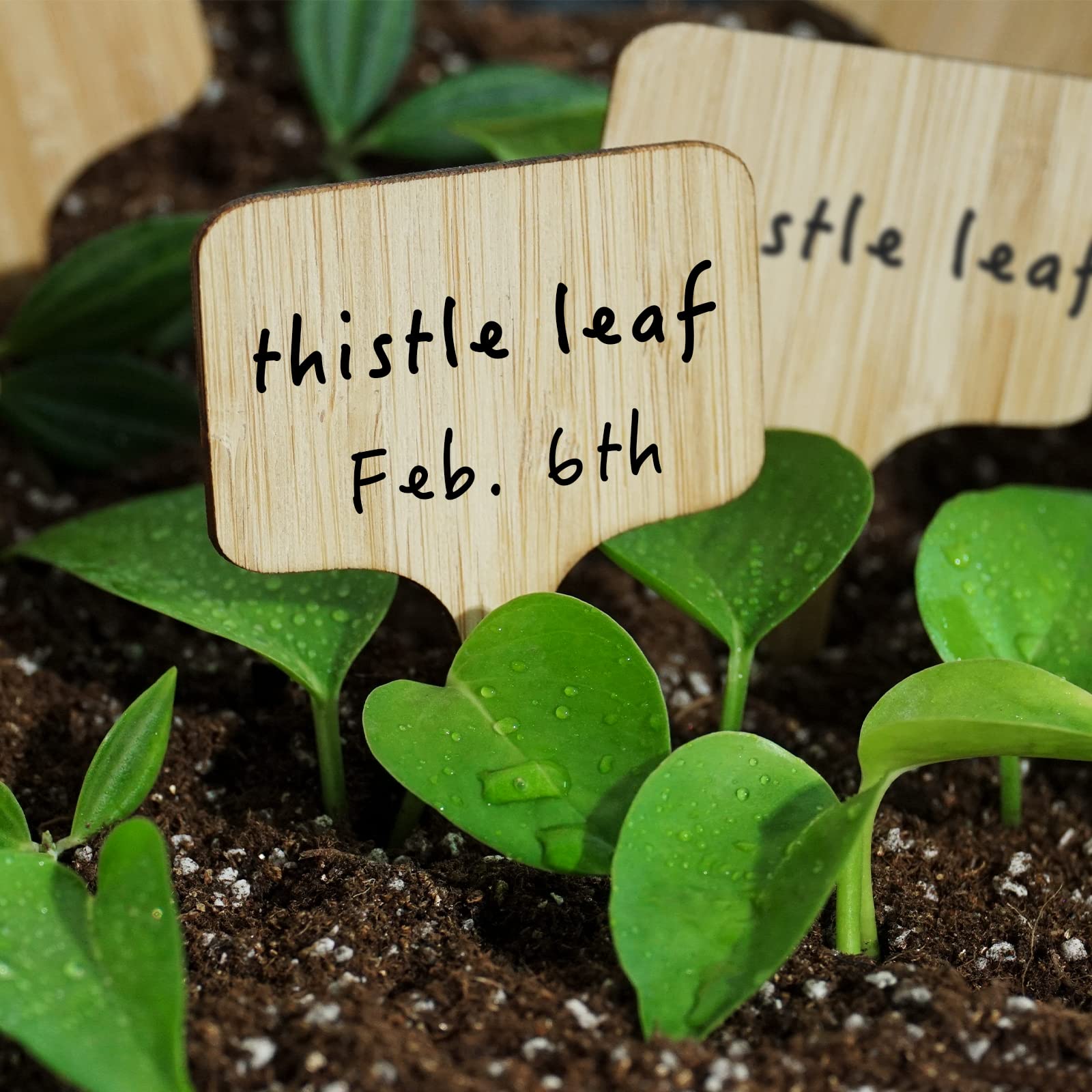Set of OBTANIM bamboo labels on a wooden table