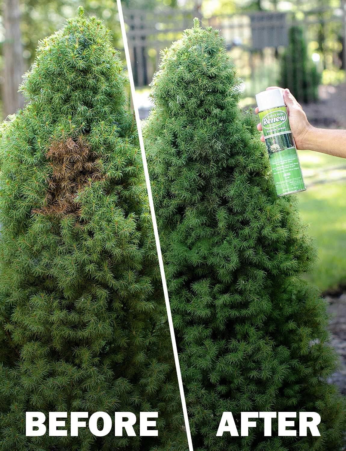 Seymour Grass and Shrub Spray Paint product overview with packaging