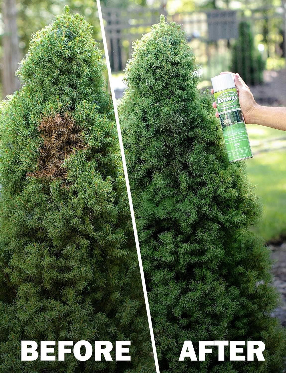 Seymour Grass and Shrub Spray Paint product overview with packaging
