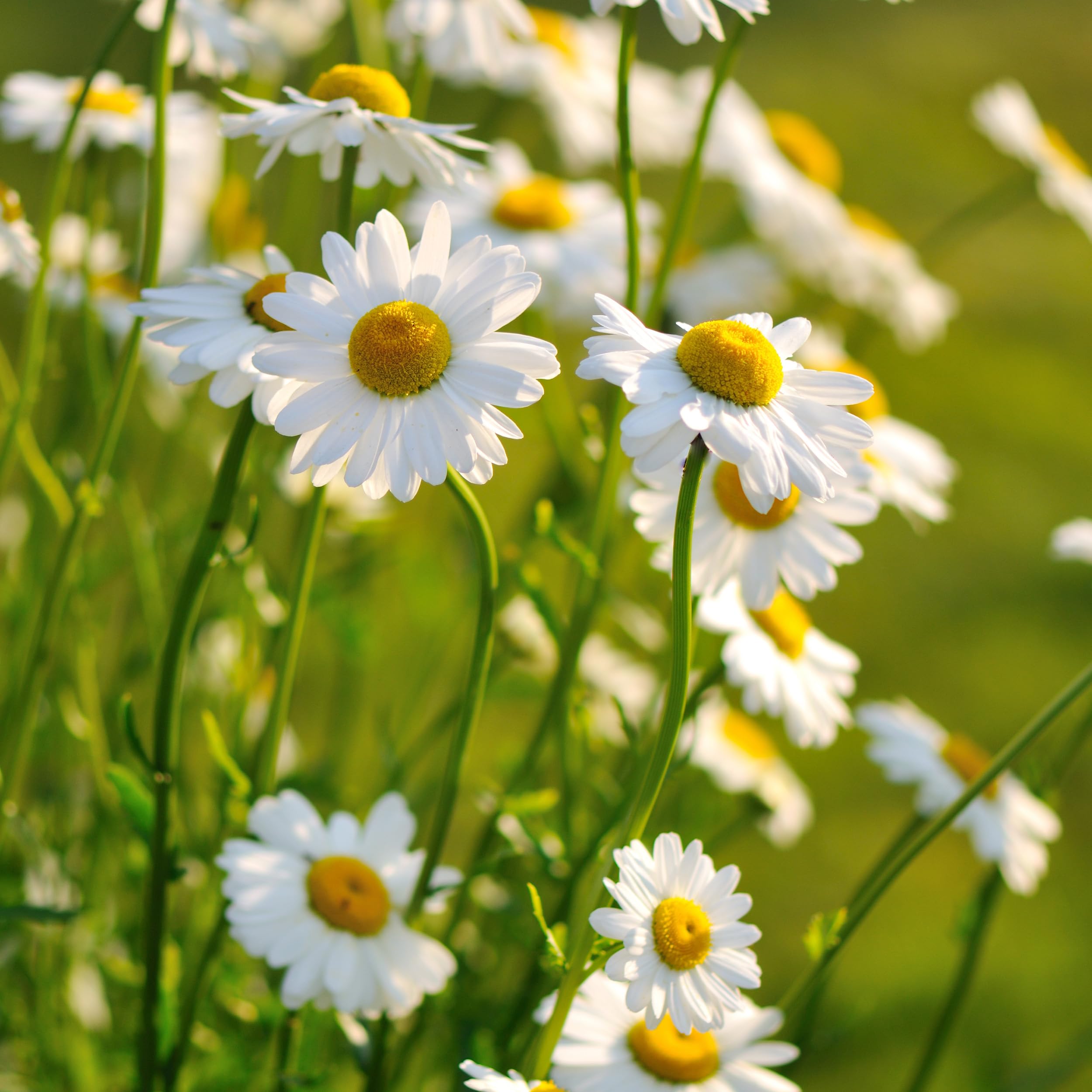 Shasta Daisy seeds inside packet showing quantity