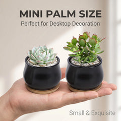 SHECIPIN pots displaying small succulents