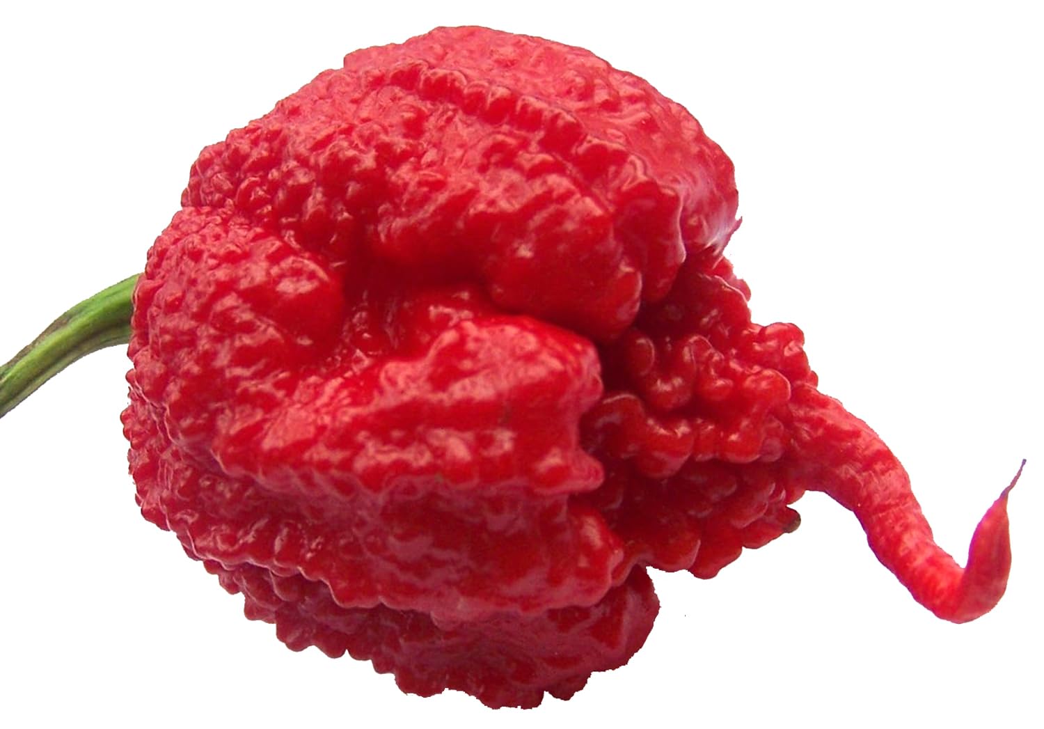 Sherwoods Seeds Carolina Reaper HP22B Pepper Seeds packet front view