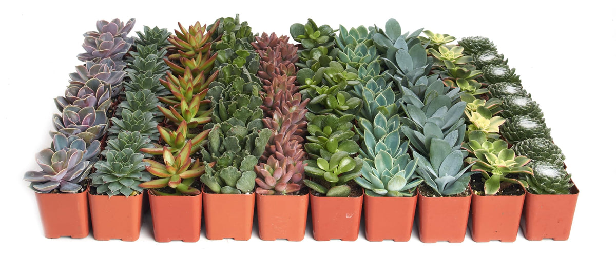 Shop Succulents Assorted Succulent Plant Pack in vibrant colours