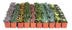 Shop Succulents Assorted Succulent Plant Pack in vibrant colours