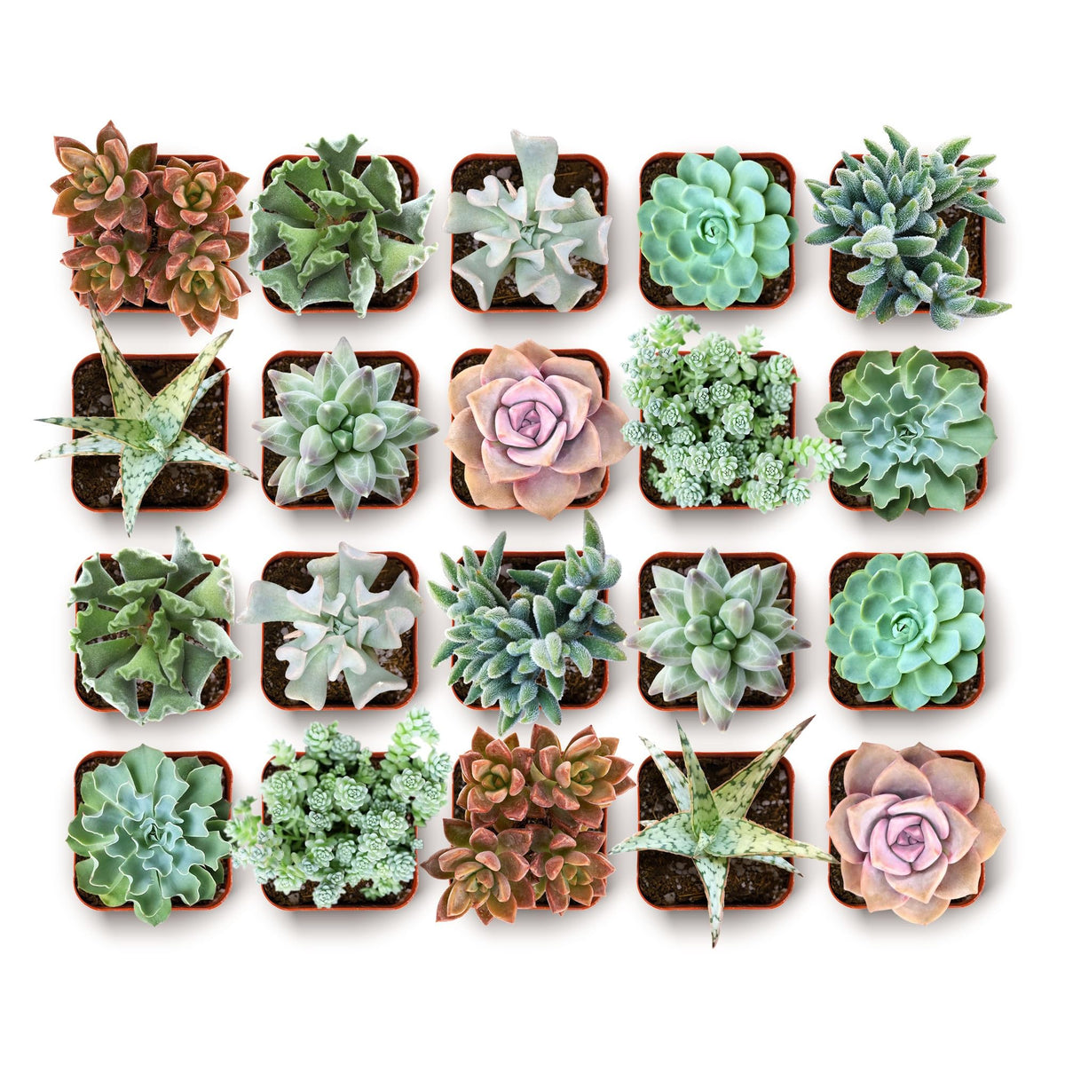 Shop Succulents Coastal Succulent Collection in 2" pots, assorted colours