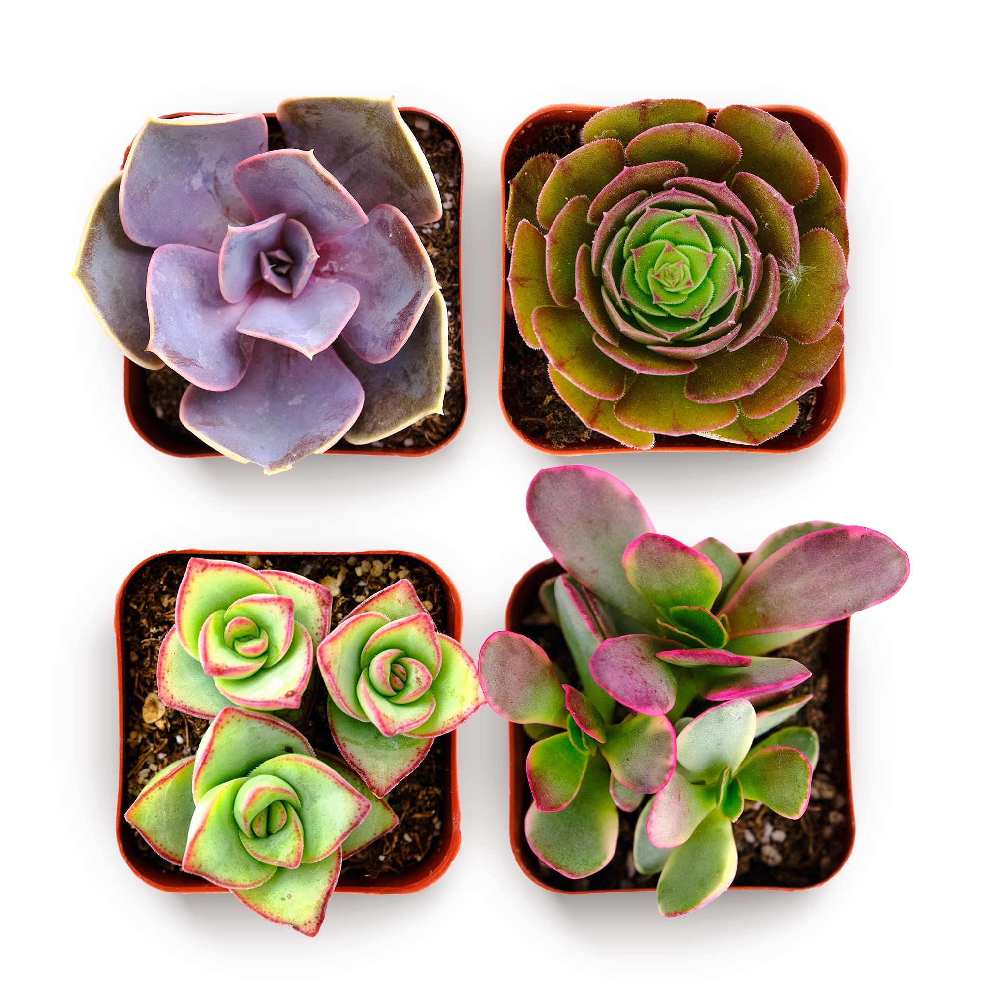 Shop Succulents Colorful Succulent Plant Pack with four 2-inch plants