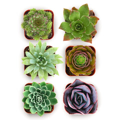 Shop Succulents Echeveria and Rosette 2-inch potted plants assortment