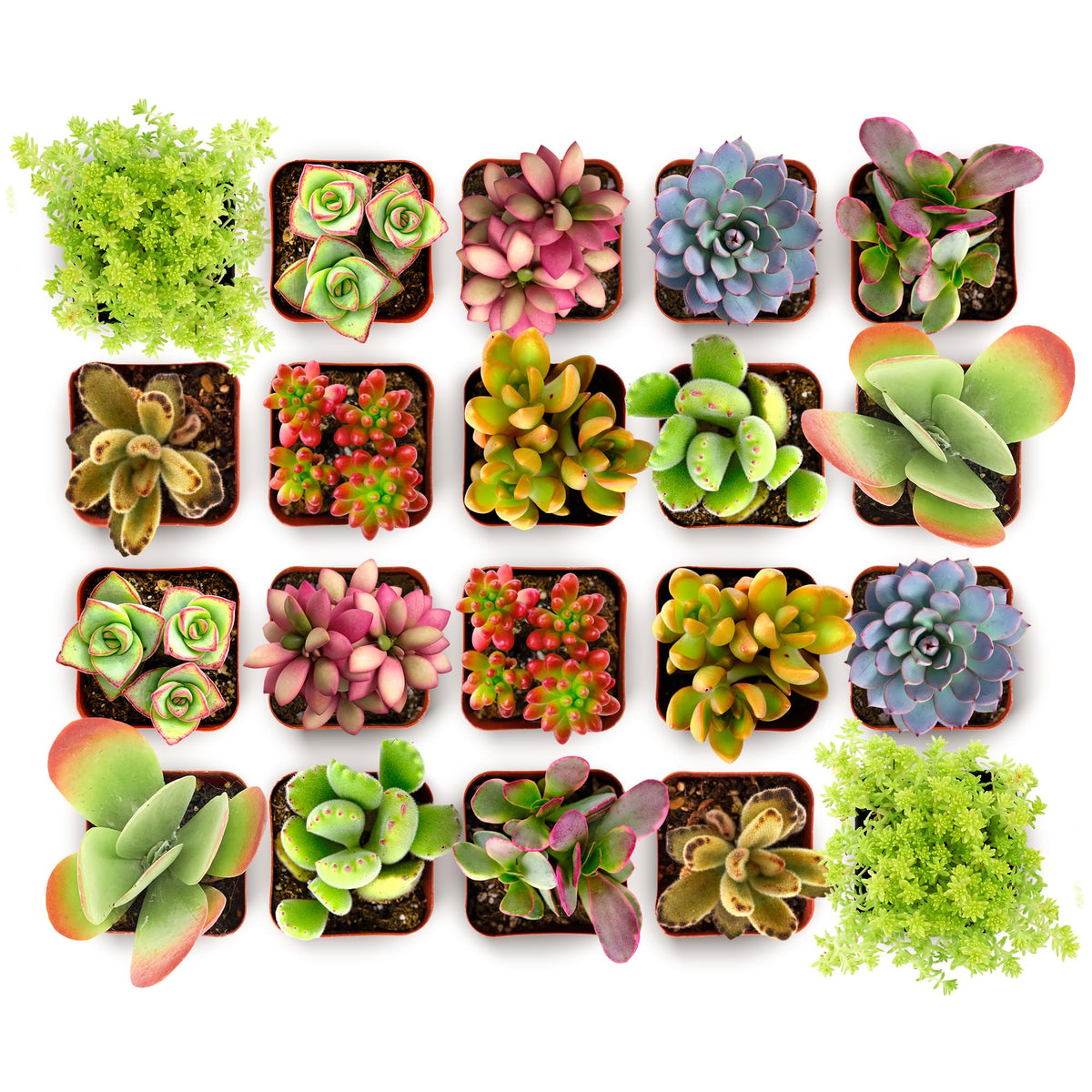 Shop Succulents Endless Summer collection 20 mini plants in grow pots