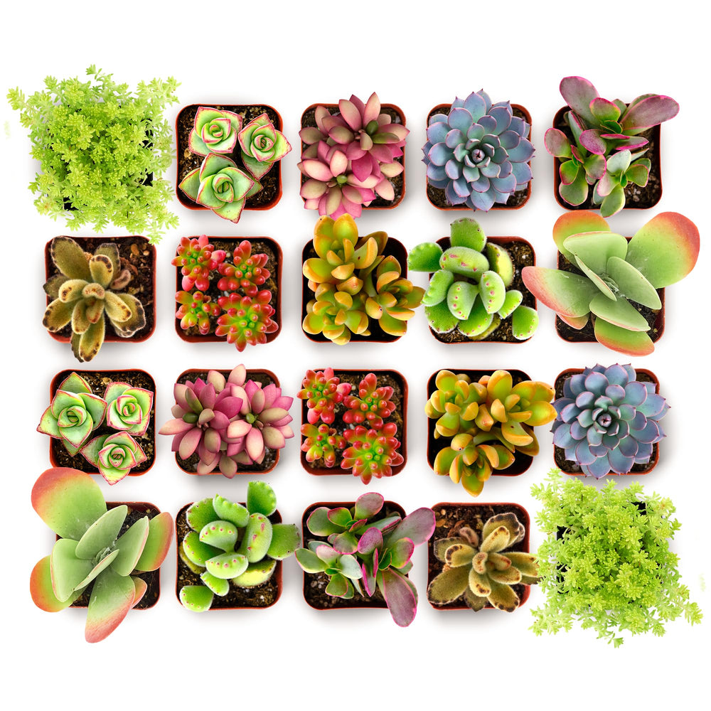 Shop Succulents Endless Summer Collection 20 mini succulents in grow pots