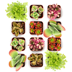 Shop Succulents Endless Summer Succulent Pack with 12 mini plants