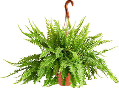 Shop Succulents Queen Fern Plant in 6 inch hanging nursery pot