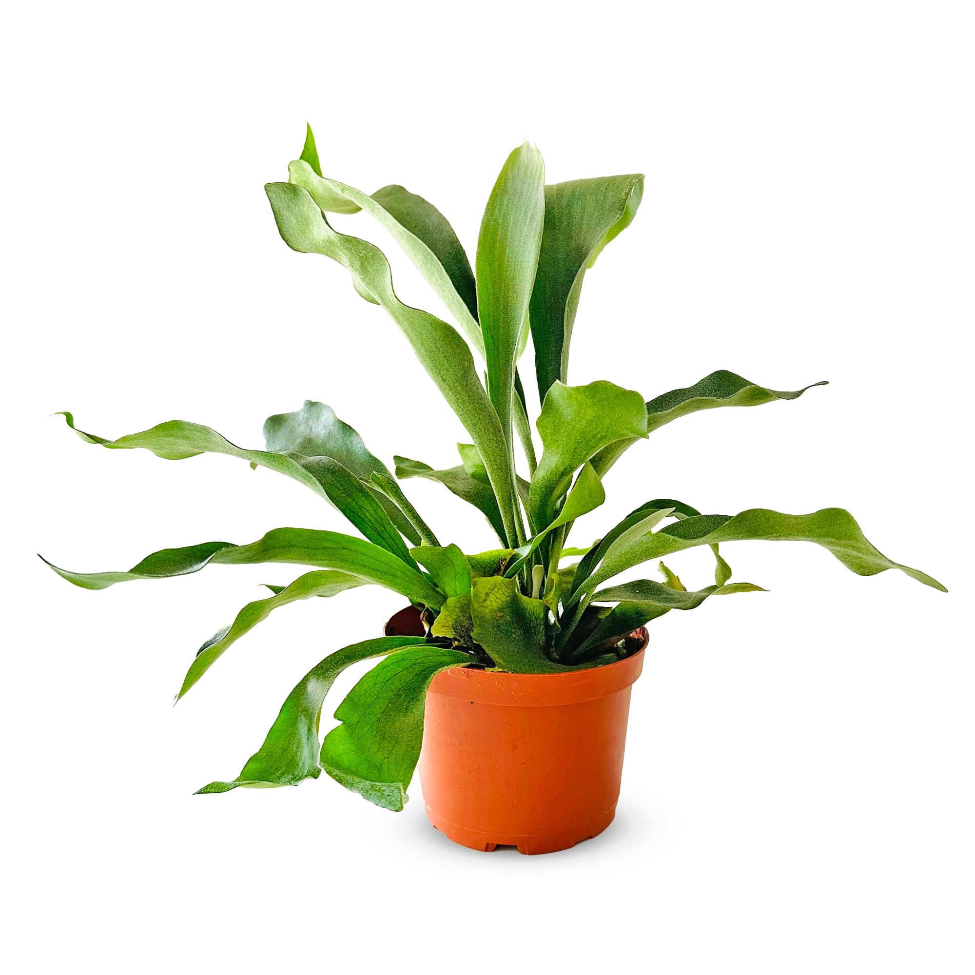 Shop Succulents Staghorn Fern Plant in a 6 Inch Pot with antler-shaped fronds