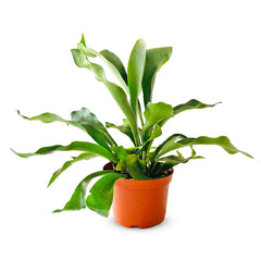 Shop Succulents Staghorn Fern Plant in a 6 Inch Pot with antler-shaped fronds