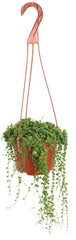 Shop Succulents String of Pearls 6" succulent plant front view