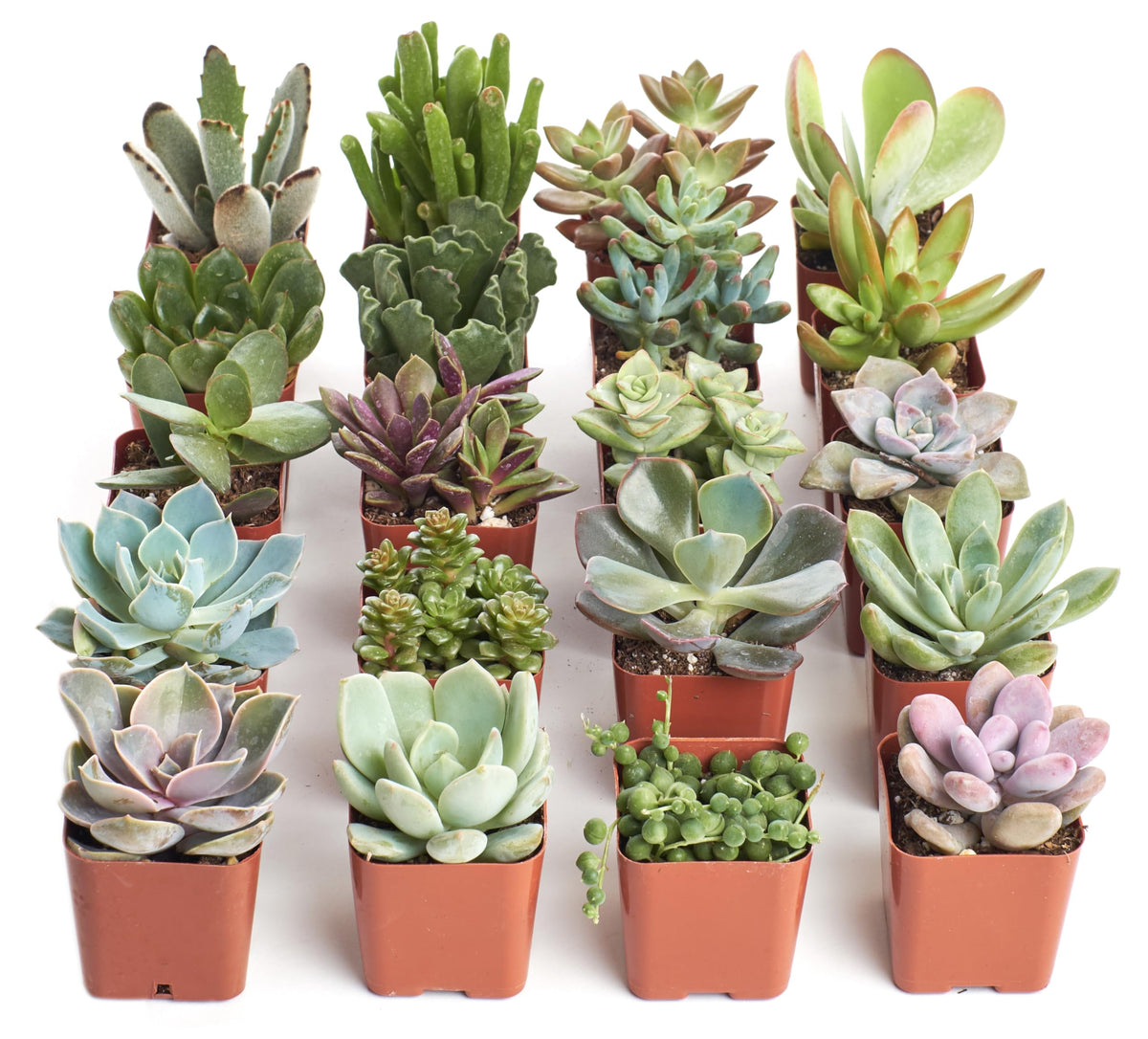 Shop Succulents Unique Succulent Plant Pack featuring 20 vibrant mini plants