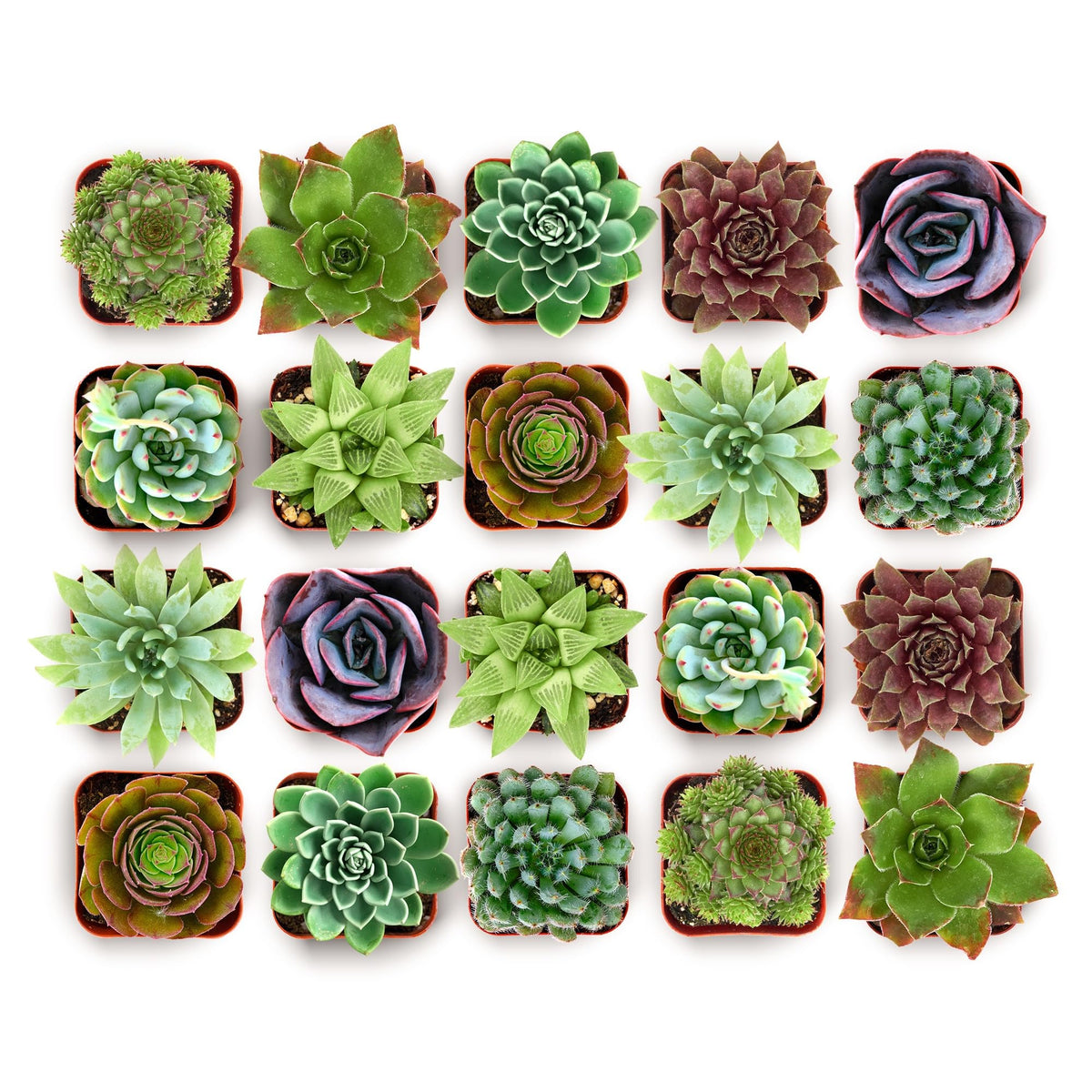 Shop Succulents Wild Rosette Succulent Plant Pack with 20 mini plants