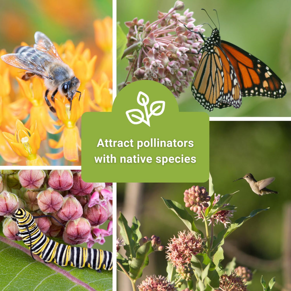 Showy Milkweed flower blooming in a garden
