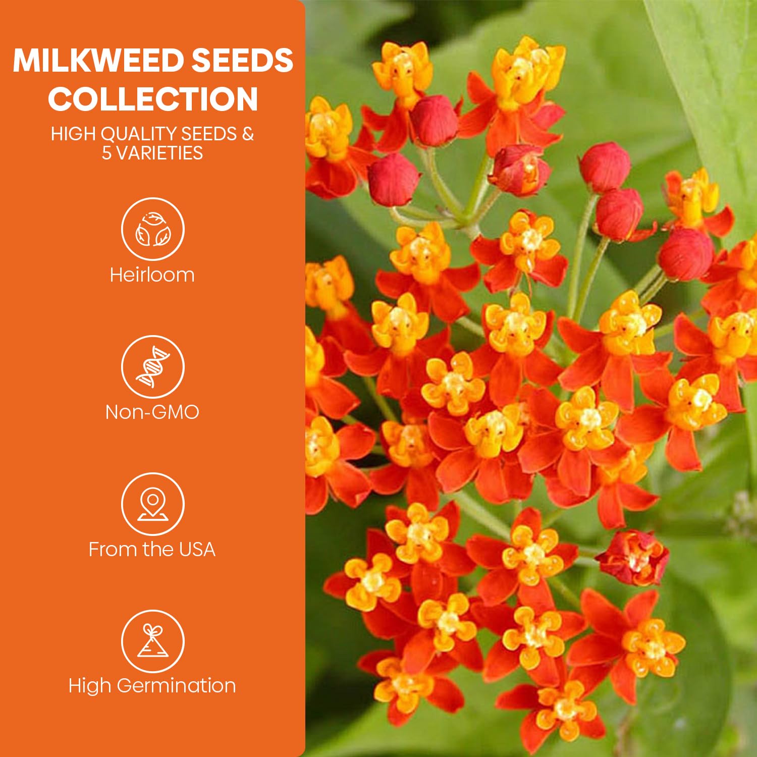 Showy Milkweed seeds close-up