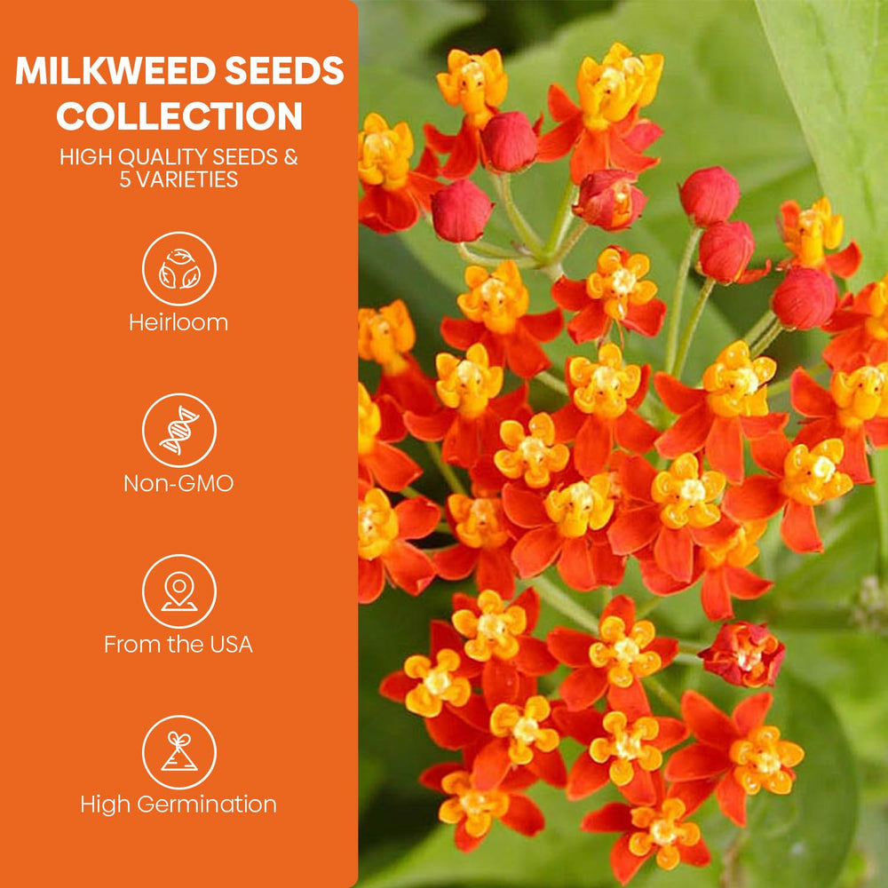Showy Milkweed seeds close-up
