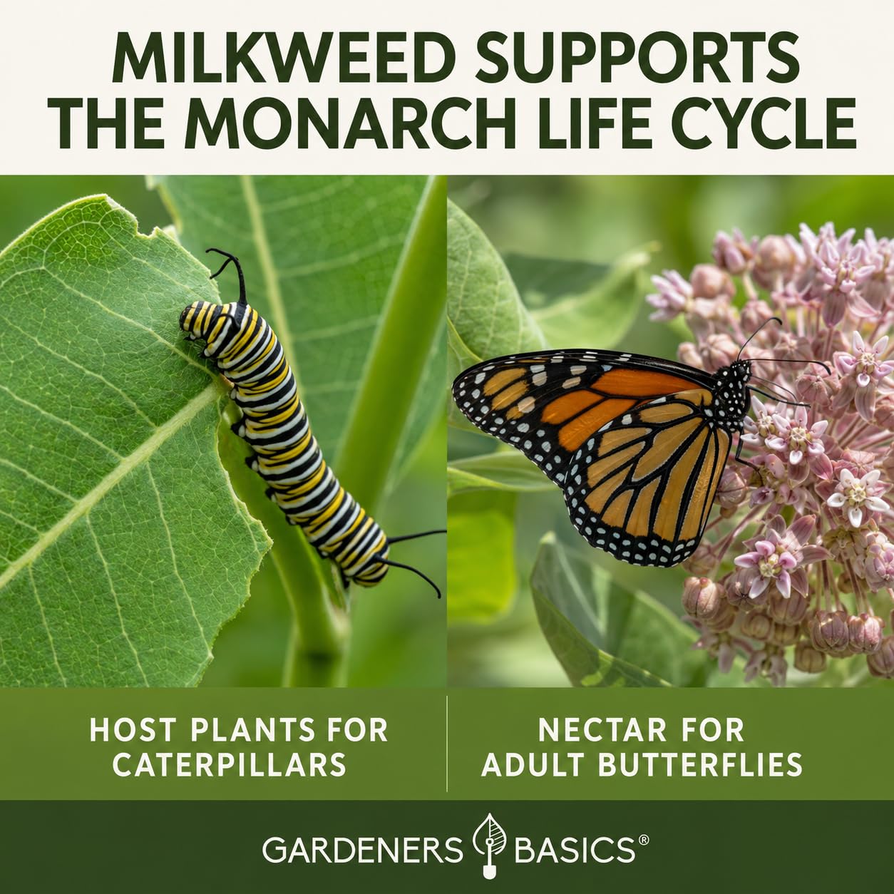 Showy milkweed seeds packet from Gardeners Basics