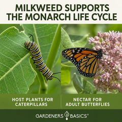 Showy milkweed seeds packet from Gardeners Basics